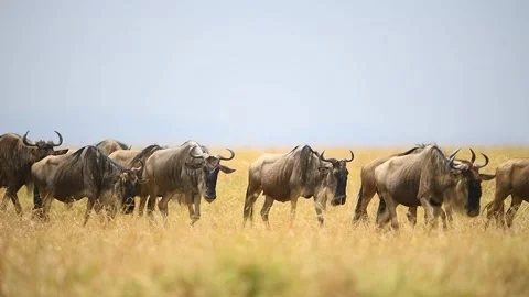 Group of Wildebeest walking during the great migration. Stock Footage 331297194