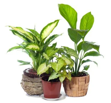 Group of window plant Stock Photos