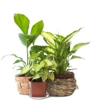 Group of window plant Foto stock
