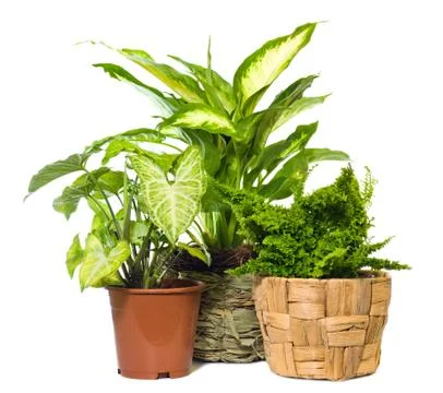Group of window plant Stock Photos