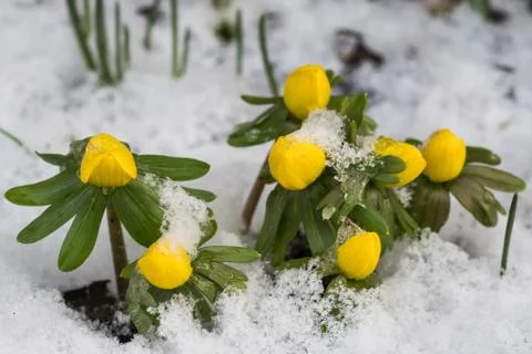 Group of winter aconite Stock Photos