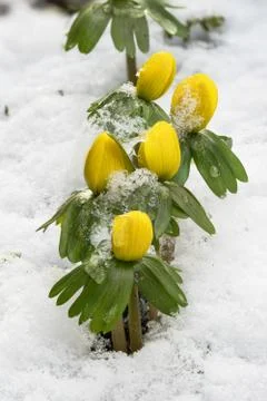 Group of winter aconite Stock Photos