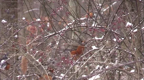 A group of winter Robins eating red berries on bush in forest Stock Footage 58951769