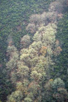 A group of winter trees populate the line of a stream on a heather  covered s Stock Photos