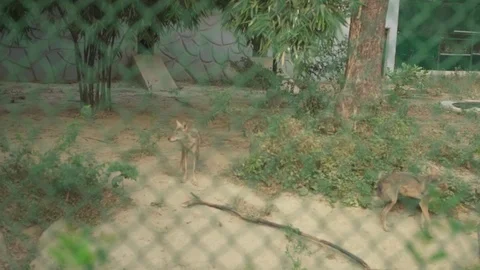 A Group Of Wolfs Stock Footage 97887528