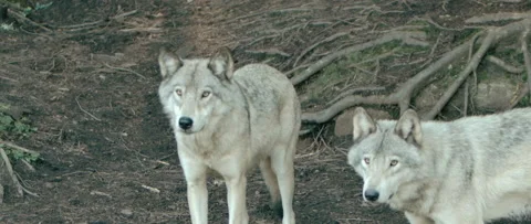 Group of wolves eyeing up prey slow motion Stock Footage 168328742