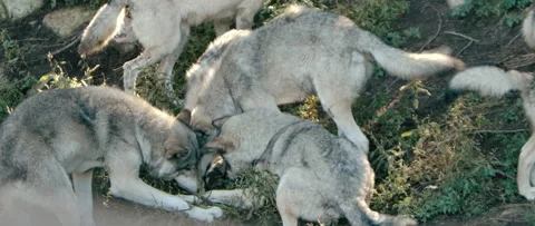 Group of wolves feasting on food Stock Footage 168328769