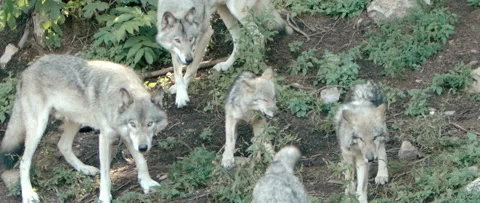 Group of wolves licking lips Stock Footage 168328771