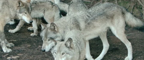 Group of wolves together in the forest Stock Footage 168328793