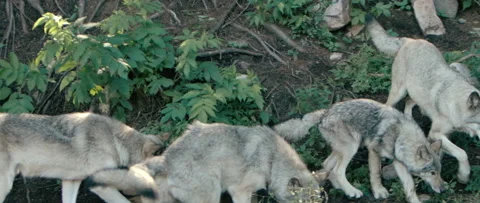 Group of wolves in the woods Stock Footage 168328759
