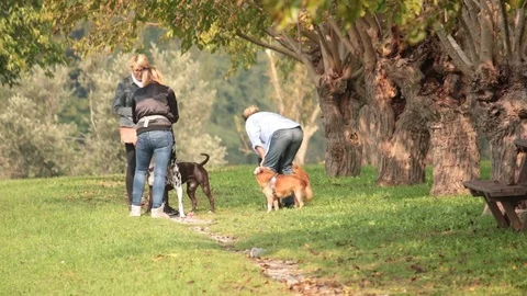 Group of women playing with dogs Stock Footage