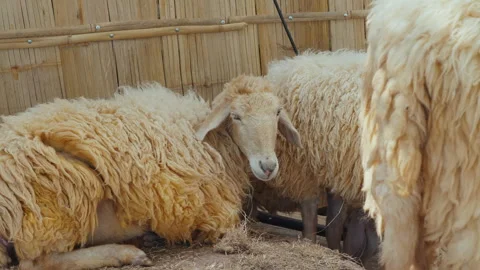 Group of woolly sheep resting in rustic pen, close-up view of their Video stock 281010196