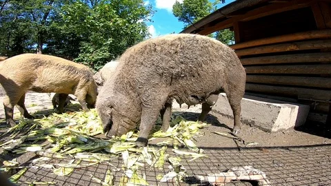 Group of Wooly Pigs fighting for corn Stock Footage 114495864