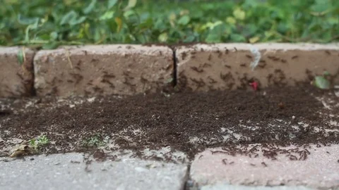 Group of worker ants 스톡 동영상 76390958