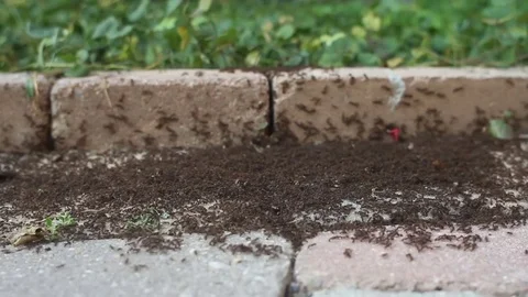 Group of worker ants Video stock 76391022