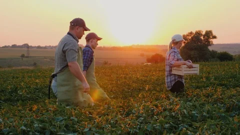 A group of workers harvest in the field. Carry boxes of vegetables. Organic Stock Footage