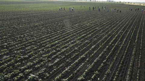 Group of workers preparing bio organic cultivated field for vegetables. Stock Footage 70972368