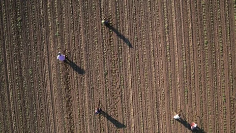 Group of workers preparing bio organic cultivated field for vegetables. Stock Footage 70972406