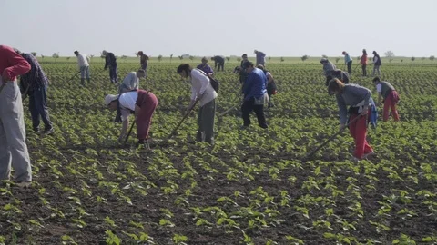 Group of workers preparing bio organic cultivated field for vegetables. Stock Footage 70972525