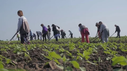 Group of workers preparing bio organic cultivated field for vegetables. Stock Footage 70972564