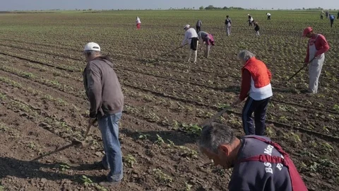 Group of workers preparing bio organic cultivated field for vegetables. Stock Footage 70972645