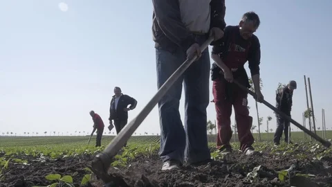 Group of workers preparing bio organic cultivated field for vegetables. Stock Footage 70972756