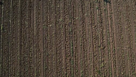 Group of workers preparing bio organic cultivated field for vegetables. Stock Footage 70972796