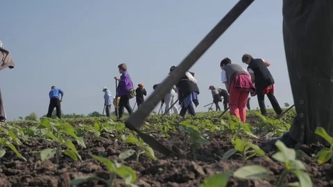 Group of workers preparing bio organic cultivated field for vegetables. Stock Footage 70972897