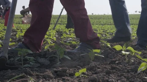 Group of workers preparing bio organic cultivated field for vegetables. Stock Footage 70973003