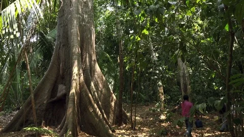 Group of workers walking in the rainforest Stock Footage 77249241