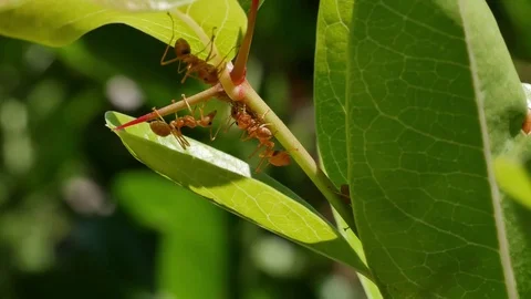 Group of working ant on the branch Video stock 75902226