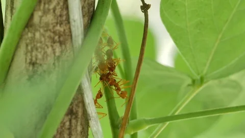 Group of working ant on the branch Video stock 75902571