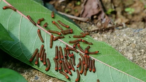 Group of worm on leaf Stock Footage 51297815