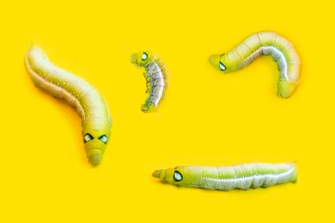 Group worm, set caterpillars isolated on yellow background. Close up beautifu Stock Photos