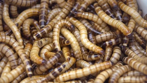 Group of Worms Stock Footage 88332961