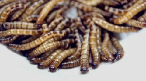 Group of worms on white background , close up , HD 1920 x 1080 format. Video stock 60120601