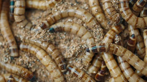 Group of worms Zophobas morio. Close up shooting of Worms Video stock 168947570