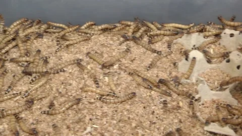 Group of worms Zophobas morio. Close up shooting of Worms Video stock 220593538