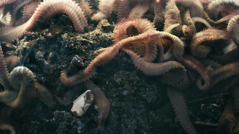 Group of wriggling marine rock worms in mud underwater, close up Stock Footage