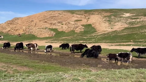 Group of Yaks grazing in Mongolia Stock Footage 248444599