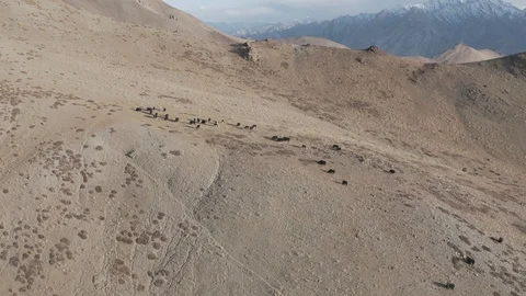 Group of yaks in the highland of ladakh Vidéo 121943953