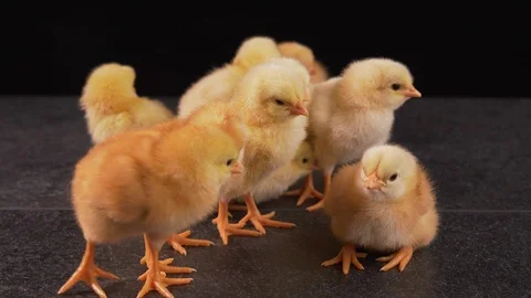 Group of yellow and brown chicks Video stock 107699140