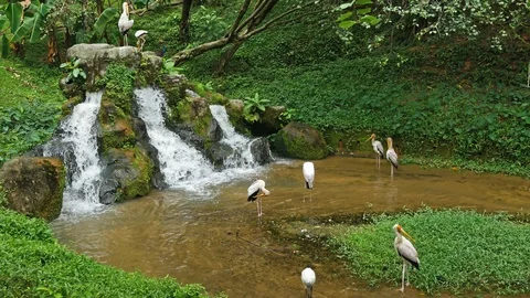 Group of Yellow-billed storks can seen standing at the stream. Видео 91202505