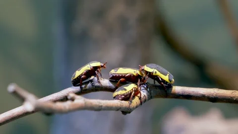 Group of yellow bugs with black pattern perched on wooden branch of Vídeos de archivo 160249245