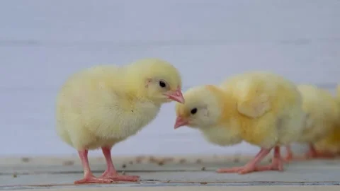 Group of yellow chickens Stock Footage 160047629