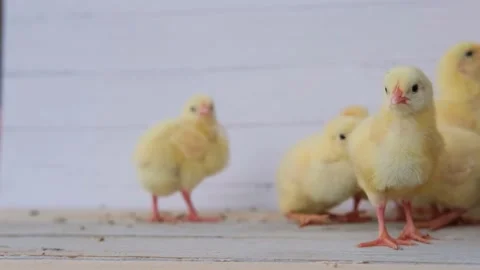 Group of yellow chickens Stock Footage 160047739