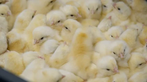 A group yellow chicks huddle together in a cozy hatchery setting Video stock 294102668