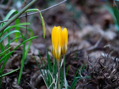 Group of yellow crocus in spring Stock Photos