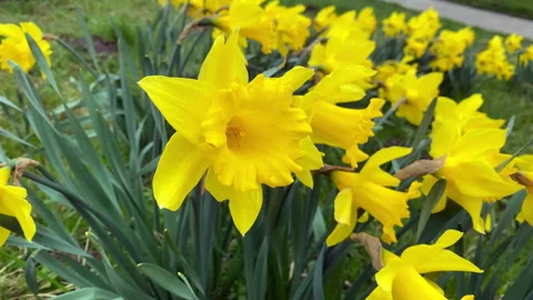 Group of yellow flowers, daffodil blooming in spring Stock Footage