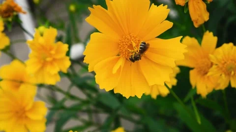 A group of yellow flowers develop in the wind Stock Footage 133199032